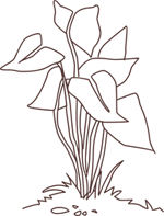 illustration plant
